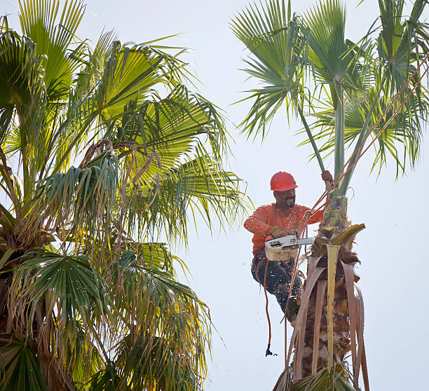 Trusted Colonial Beach, VA Tree Service Experts